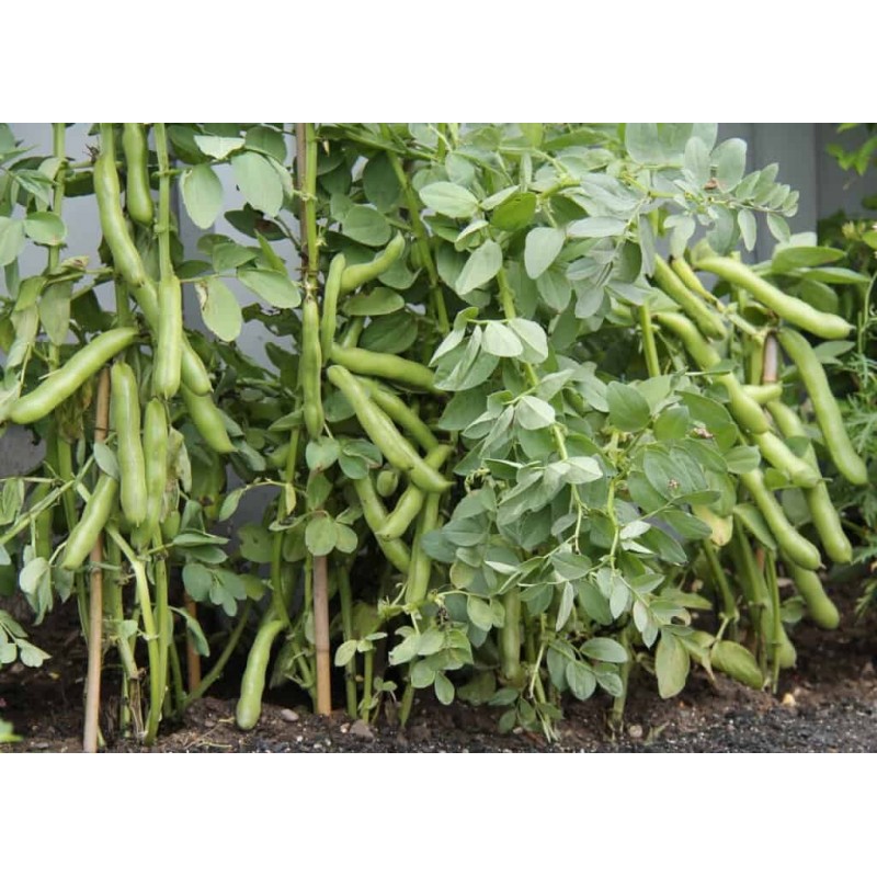 Sweet Lorane fava - bob seme (Vicia faba) | 1,45 €