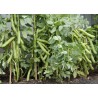Sweet Lorane fava - bob seme (Vicia faba) | 1,45 €