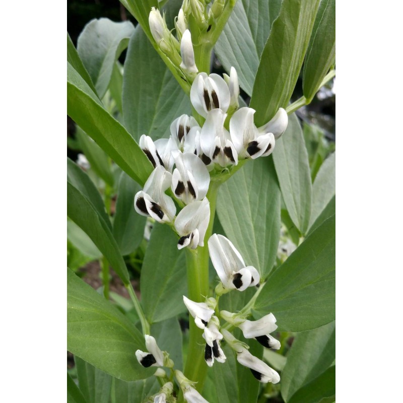 Sweet Lorane fava - bob seme (Vicia faba) | 1,45 €