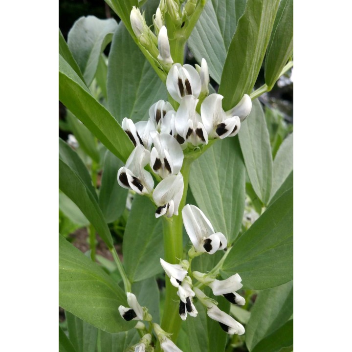 Nasiona bobu Sweet Lorane - 1.305