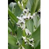 Sweet Lorane fava - bob seme (Vicia faba) | 1,45 €