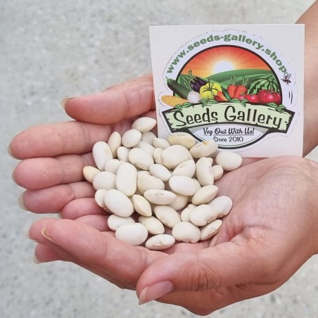 Price: €1.65 - Semillas de frijol gigante Eureka - 