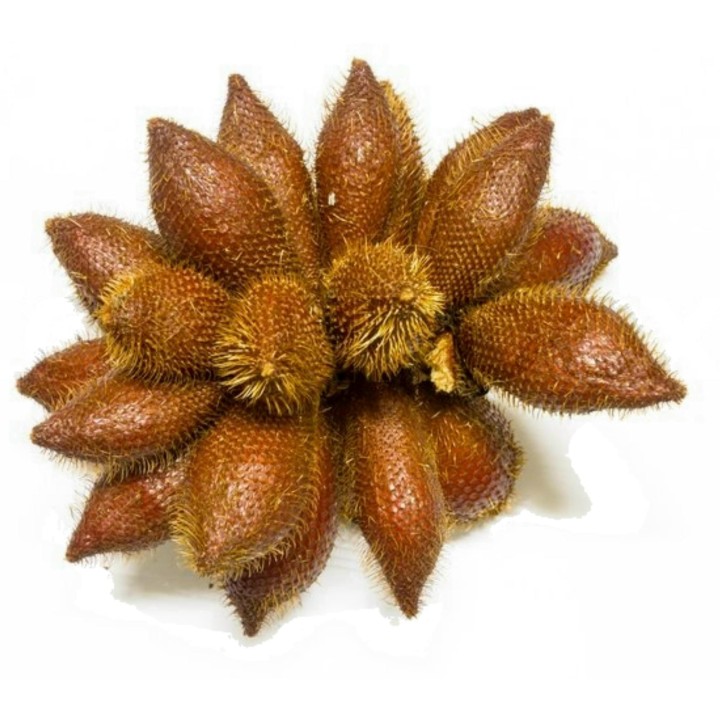 Exotic Snake Fruit Salak Seeds (Salacca edulis) - 7