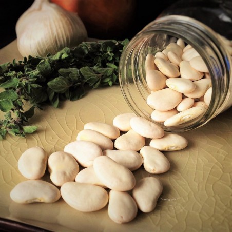 Price: €1.65 - Semillas de frijol gigante Eureka - 