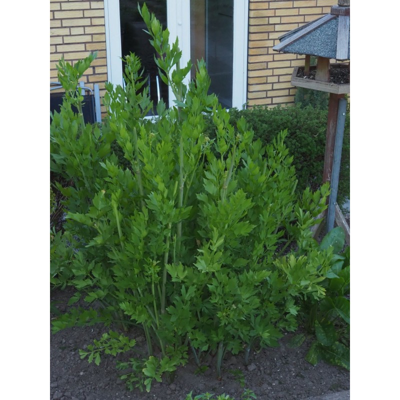 Sementes de Levístico (Levisticum officinale)