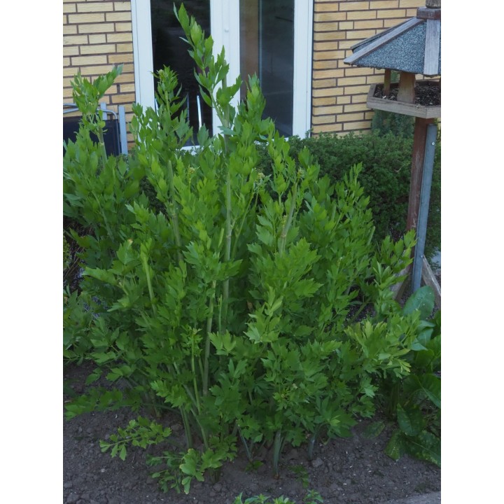 Nasiona lubczyku (Levisticum officinale) - 1.98