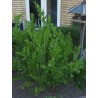 Price: €1.85 - Lovage Seeds (Levisticum officinale) - 