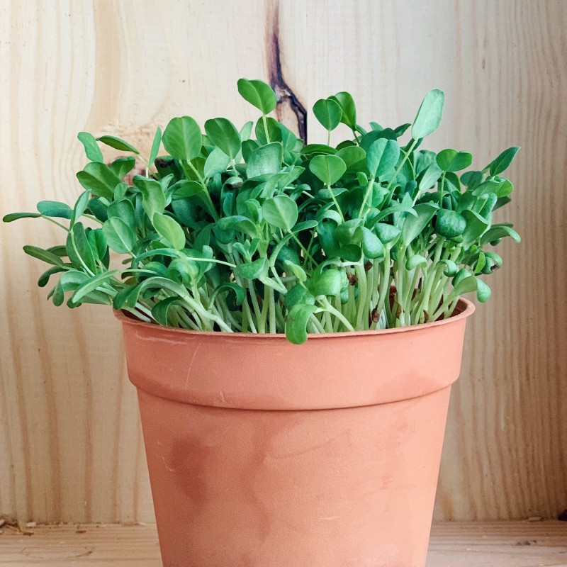 Price: €1.15 - Fenugreek Seeds (Trigonella foenum-graecum) - 