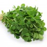 Price: €1.15 - Fenugreek Seeds (Trigonella foenum-graecum) - 