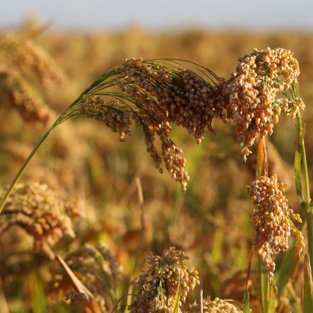 Price: €1.25 - Proso Millet Seeds (Panicum miliaceum) -