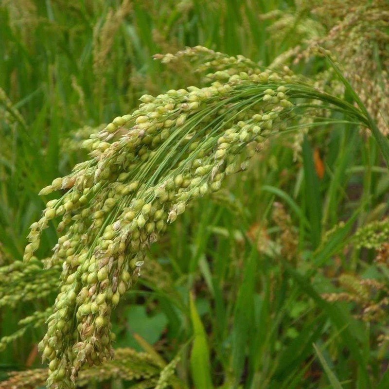 Semillas de Mijo Común (Panicum miliaceum)