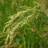 Semillas de Mijo Común (Panicum miliaceum)