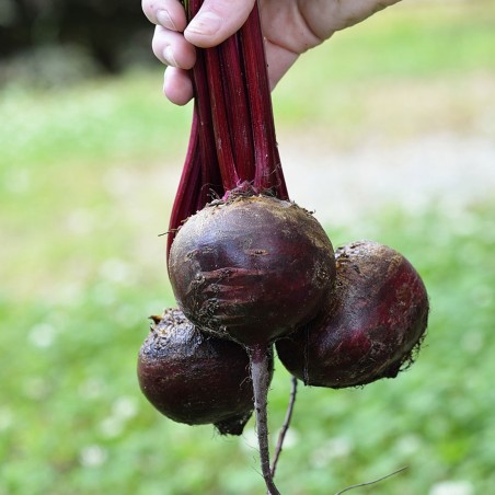 Price: €1.35 - Detroit Rote Bete Samen -