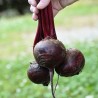 Price: €1.35 - Detroit Rote Bete Samen - 