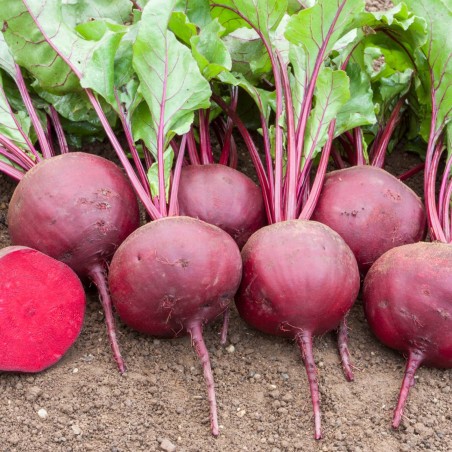 Detroit Beetroot Seeds