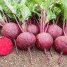 Price: €1.35 - Detroit Rote Bete Samen - 