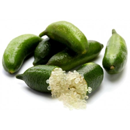 Price: €5.95 - Σπόροι Finger Lime (Citrus australasica) -