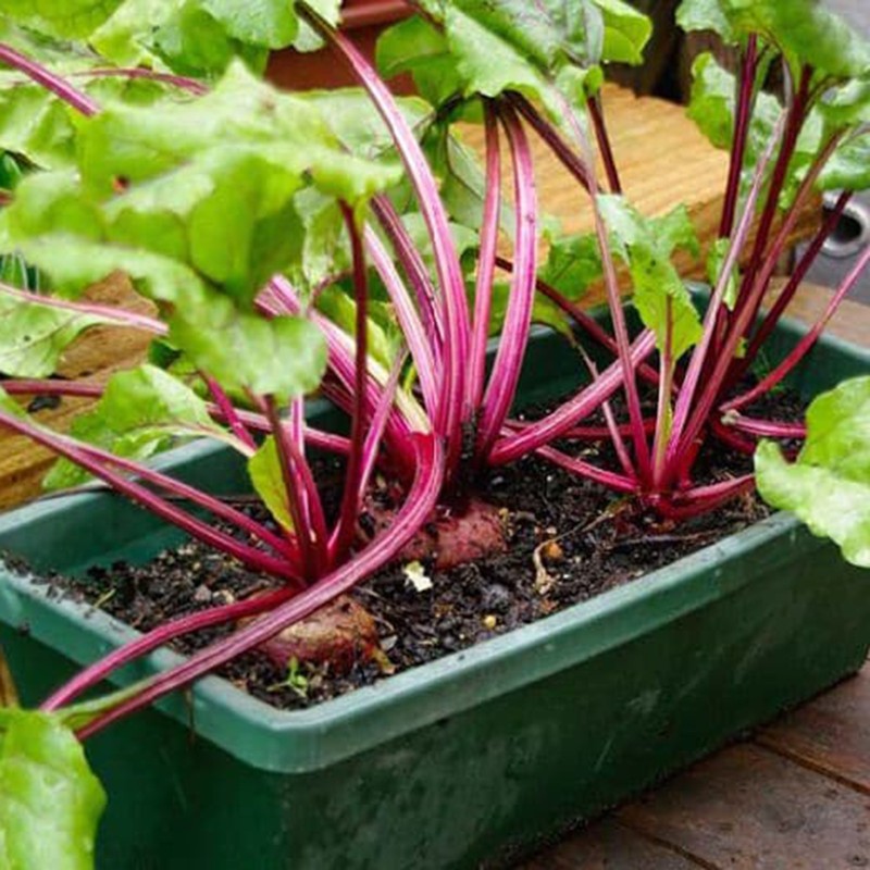 Detroit Beetroot Seeds