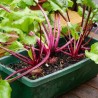 Detroit Beetroot Seeds