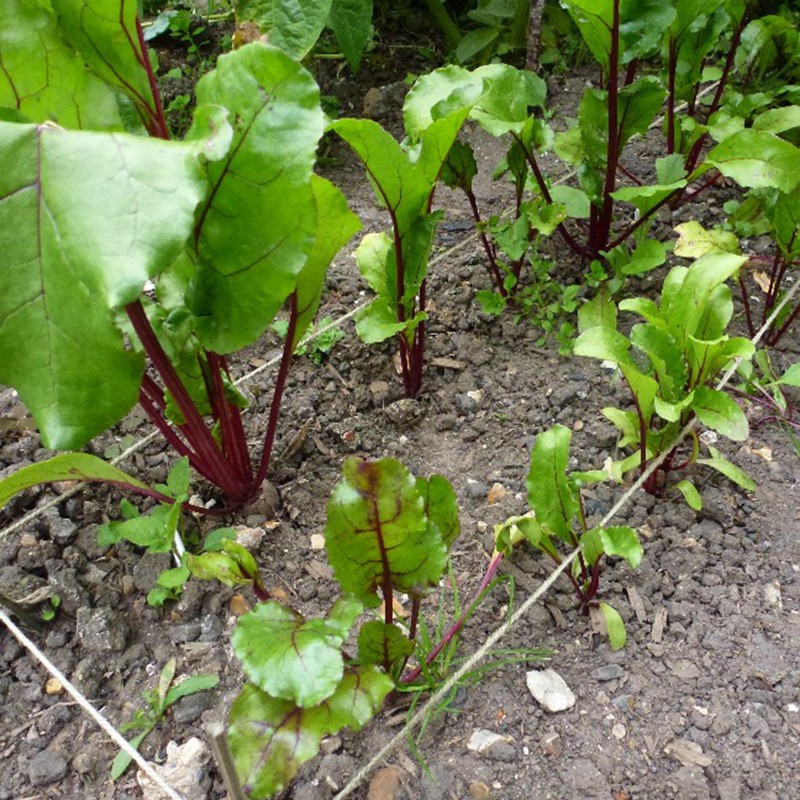Detroit Beetroot Seeds