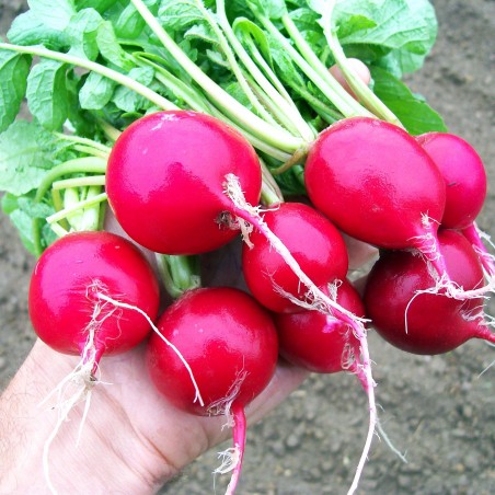 Price: €1.35 - Semi di ravanello Cherry Belle - 