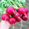 Price: €1.35 - Semena ředkvičky Cherry Belle - 