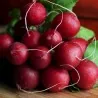 Price: €1.35 - Semillas de rábano Cherry Belle - 