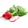Price: €1.35 - Semena ředkvičky Cherry Belle - 