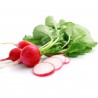 Price: €1.35 - Σπόροι ραπανάκι Cherry Belle - 