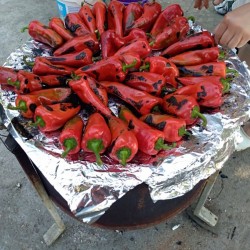 Zlatna medalja paprika seme