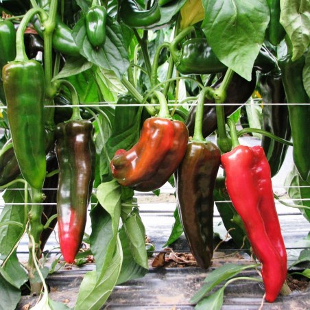 Price: €1.95 - Gold Medal Pepper Seeds -