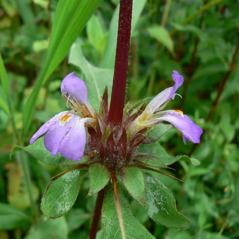 Seme Kulikhara, Kokilaksah (Asteracantha longifolia)