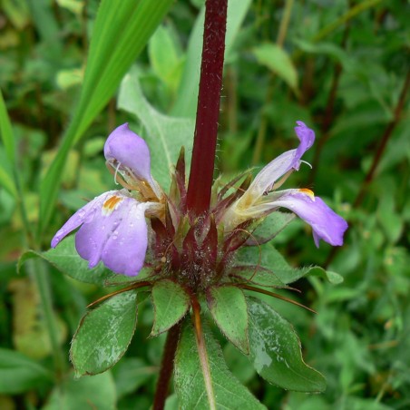 Price: €3.95 - Kulikhara, Kokilaksah (Asteracantha longifolia) magjai - 