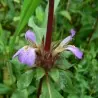 Seme Kulikhara, Kokilaksah (Asteracantha longifolia)