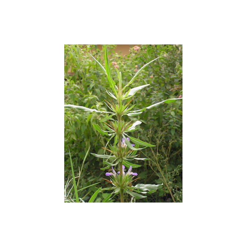 Price: €3.95 - Semințe Kulikhara, Kokilaksah (Asteracantha longifolia) - 