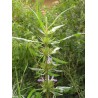 Price: €3.95 - Kulikhara, Kokilaksah (Asteracantha longifolia) magjai - 