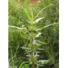 Seme Kulikhara, Kokilaksah (Asteracantha longifolia)