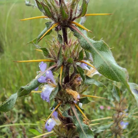 Seme Kulikhara, Kokilaksah (Asteracantha longifolia)