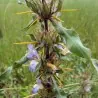 Seme Kulikhara, Kokilaksah (Asteracantha longifolia)