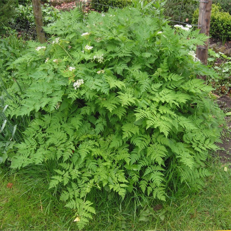 Echte kervel zaden (Anthriscus cerefolium) | € 2,05