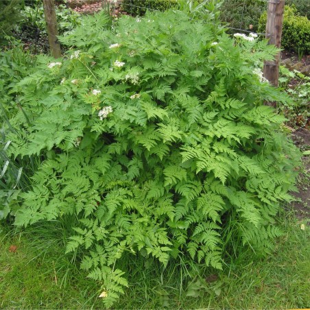 Echte kervel zaden (Anthriscus cerefolium) | € 2,05