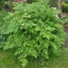 Echte kervel zaden (Anthriscus cerefolium) | € 2,05