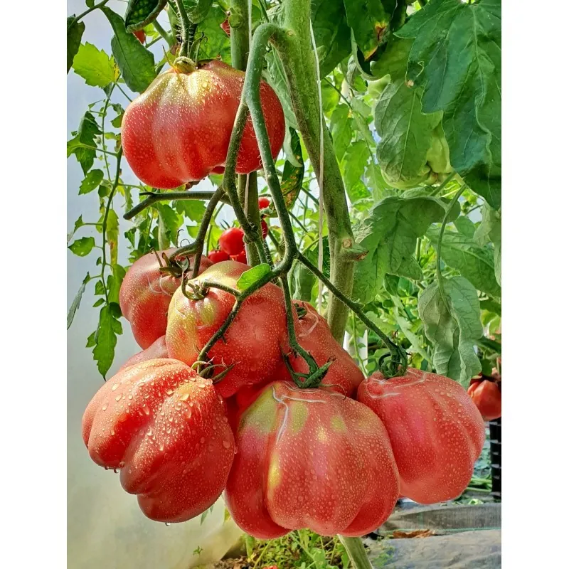 Graines de tomates espagnoles Montserrat