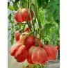 Graines de tomates espagnoles Montserrat