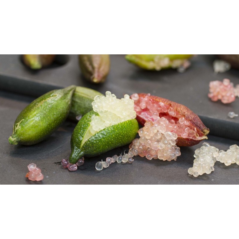 Price: €5.95 - Semillas De Lima dedo - 