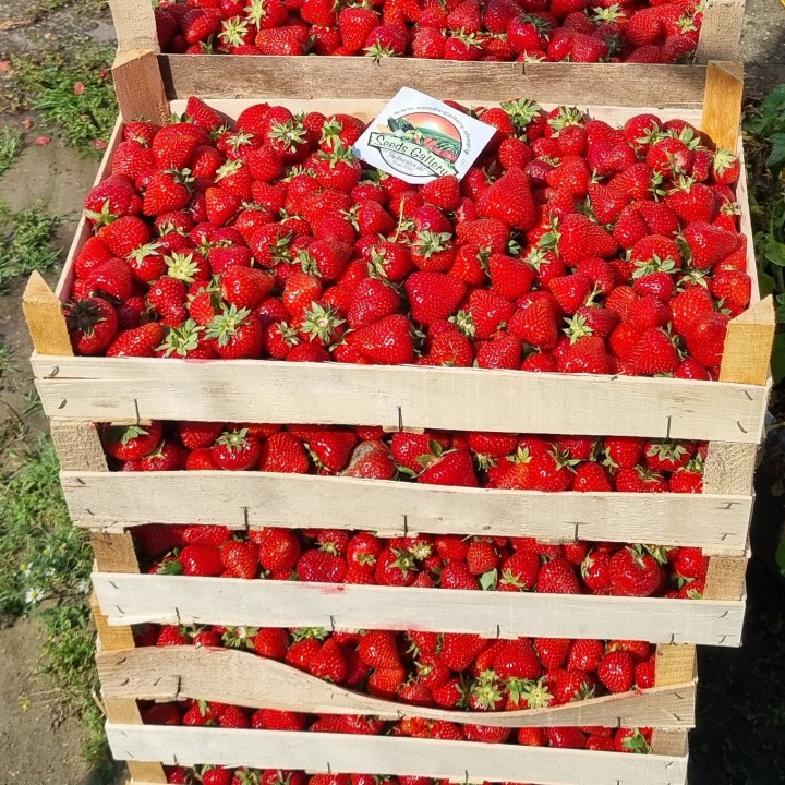 Nasiona truskawek APRICA - 2.205