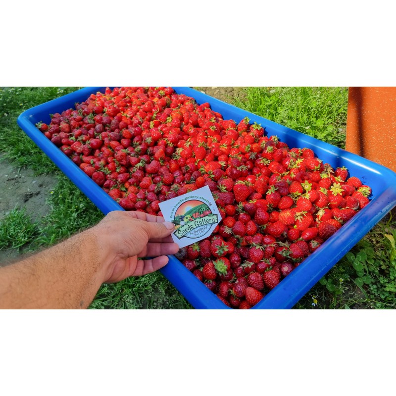 Semillas de fresa APRICA | 2,45 €