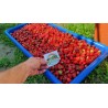 Semillas de fresa APRICA | 2,45 €