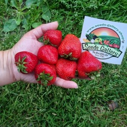 Price: €1.95 - Semillas de Fresa CLERY - Seeds Gallery