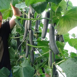 Price: €1.65 - Σπόροι αγγουριού σπρίντερ - Sprinter - Seeds Gallery